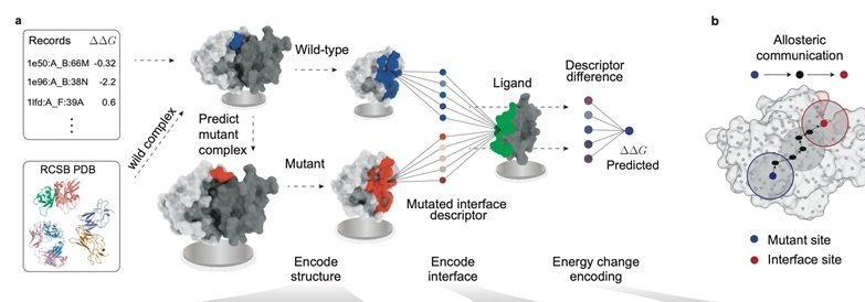 刘治平教授团队在氨基酸突变效应定量化研究中取得新进展