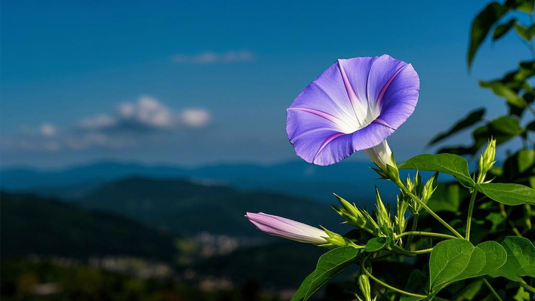 牵牛花