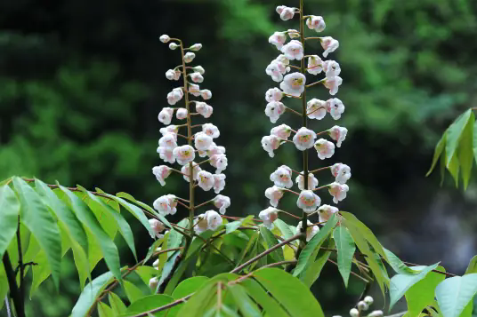 伯乐树(叠珠树科伯乐树属植物)