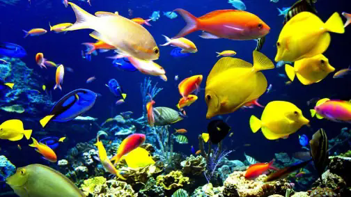 ca1349540923dd5447821a93d809b3de9d824853.webp.png