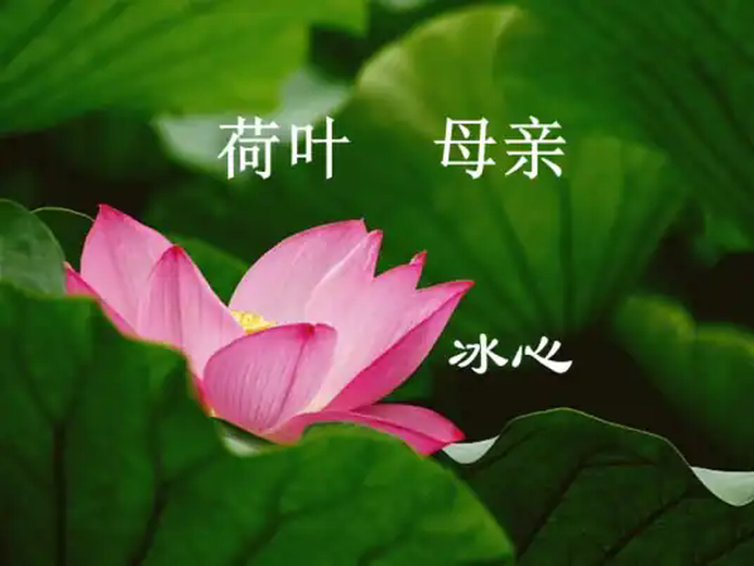 荷叶母亲